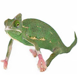 Translucent Chameleon Lizard