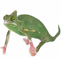Translucent Chameleon