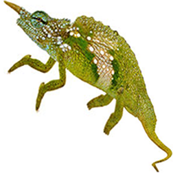 Two Horned Chameleon