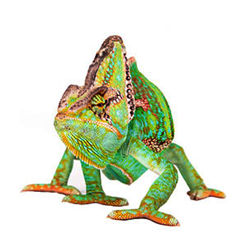 Veiled Chameleon