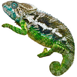 Verrucosus Chameleon
