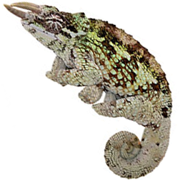 Werner’s Chameleon