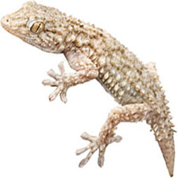  Gecko Lizards