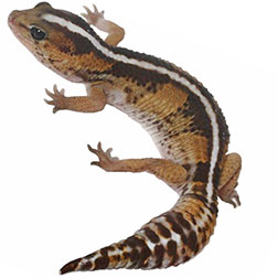 African Fat Tail Gecko Lizard