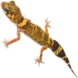 Australian Barking Gecko Lizard