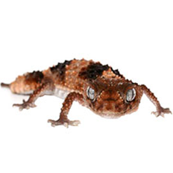 Banded Knob Tailed Gecko Lizard