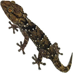 Bibron's Gecko Lizard