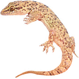 Brook's Gecko