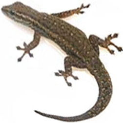 Cape Dwarf Gecko Lizard