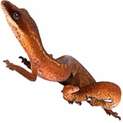 Cat Gecko Lizard