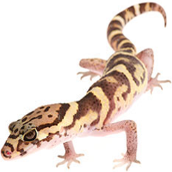 Central American Banded Gecko Lizard