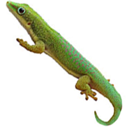 Dull Day Gecko Lizard