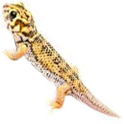 Frog Eye Gecko Lizard
