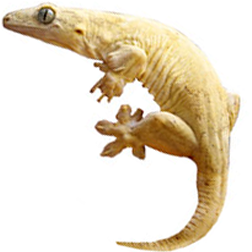 Halmahera Giant Gecko Lizard