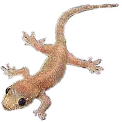 House Gecko Lizard