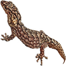 Marbled Gecko Lizard