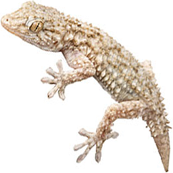 Moorish Gecko (Crocodile Gecko)