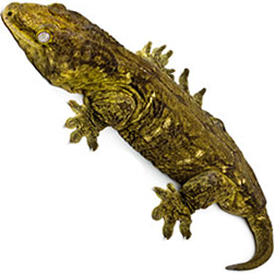 New Caledonian Giant Gecko Lizard