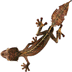 Satanic Leaf-tailed Gecko Lizard
