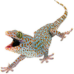 Tokay Gecko Lizard