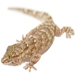 White Spotted Gecko Lizard