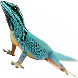 William Blue Cave Gecko Lizard
