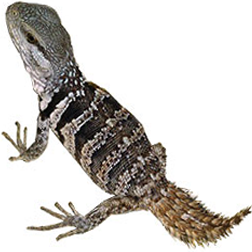 Spiny-tailed Iguana Lizard