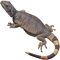 Chuckwalla Iguana Lizard