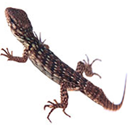 Clubtail Iguana Lizard