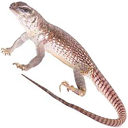 Desert Iguana Lizard