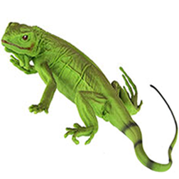 Green Iguana Lizard