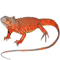 Red Iguana Lizard