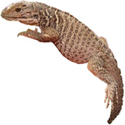 Rhinoceros Iguana Lizard