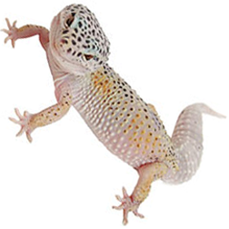 Enigma Leopard Gecko Lizard
