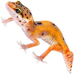 High Color Leopard Gecko Lizard