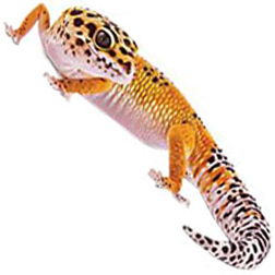 Leopard Gecko Lizard