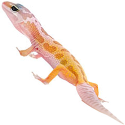 Leucistic Leopard Gecko Lizard