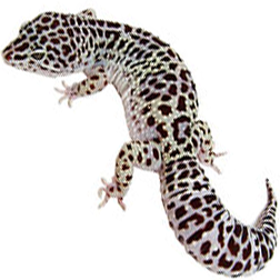 Mack Snow Leopard Gecko Lizard