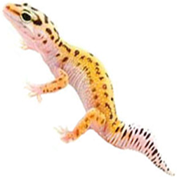 Pinstripe Leopard Gecko Lizard