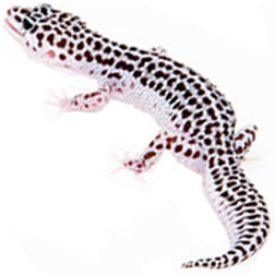 Super Snow Leopard Gecko Lizard