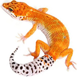 Tangerine Leopard Gecko Lizard