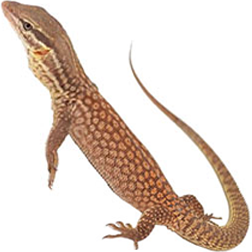 Ackie Monitor Lizard (Spiny Tailed)