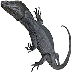 Black Dragon Water Monitor Lizard