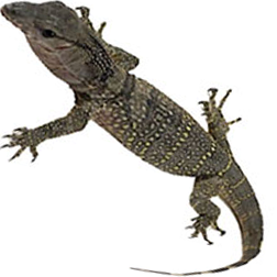 Black Roughneck Monitor Lizard