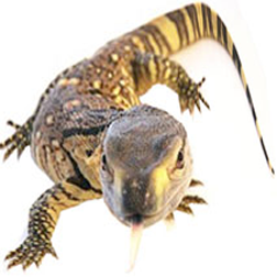 Blackthroat Monitor Lizard