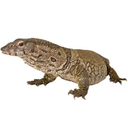Dumeril's Monitor Lizard