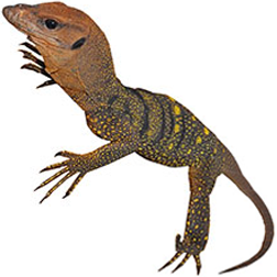 Spiny-necked Monitor Lizard