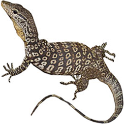Timor Monitor Lizard