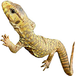 Yellow Monitor Lizard