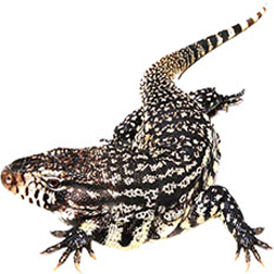 Argentine Black & White Tegu Lizard